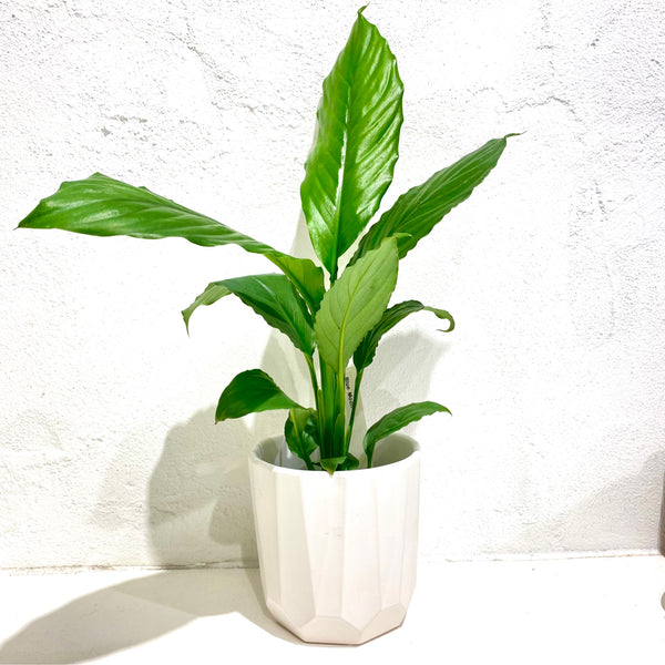 blue moon peace lily flower Spathiphyllum 'Blue moon' – Green Folk Botany Shop