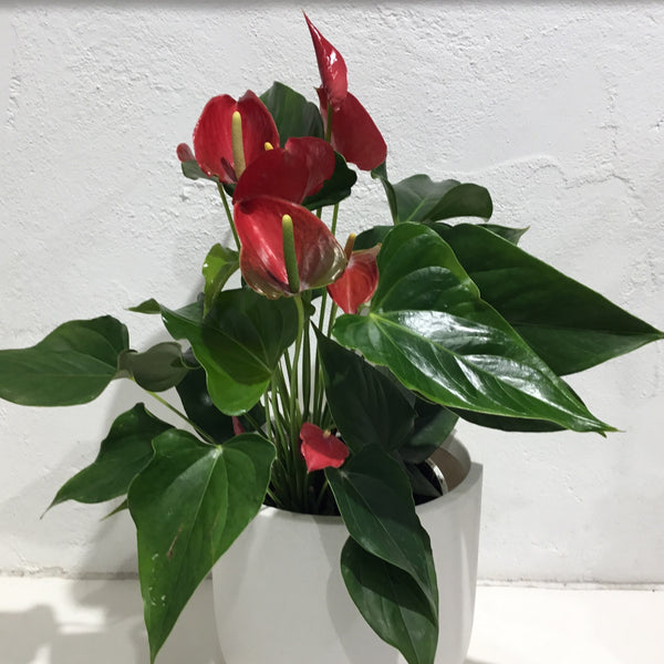 anthurium anouk Anthurium andreanum