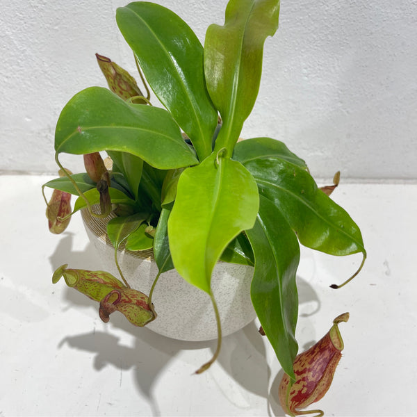 Nepenthes ‘Carnivorous plant’ Green Folk Botany Shop