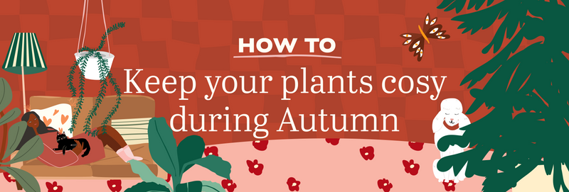 How to keep your plants cosy during Autumn