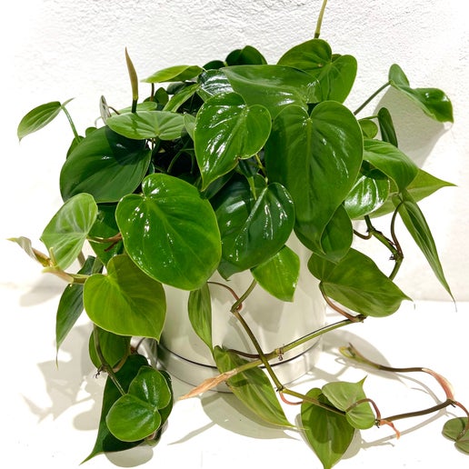 Philodendron cordatum 'Heart Leaf'