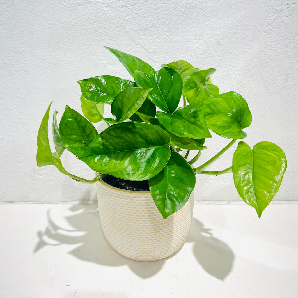 Epipremnum aureum Pothos ‘Green Queen’