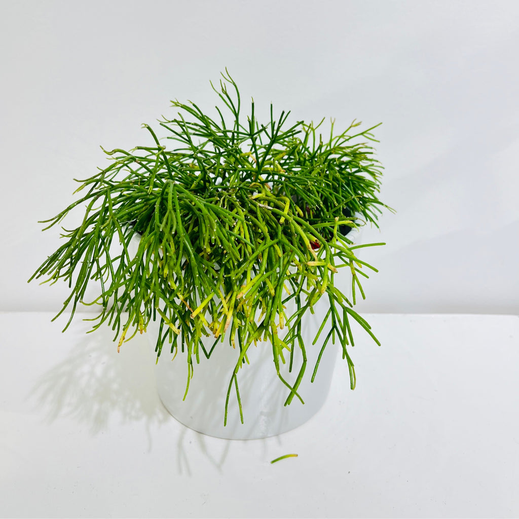 Rhipsalis cassutha