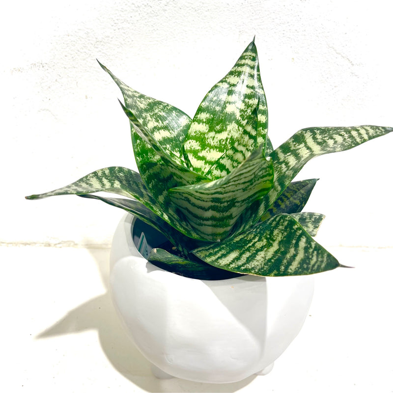 Sansevieria hahnii