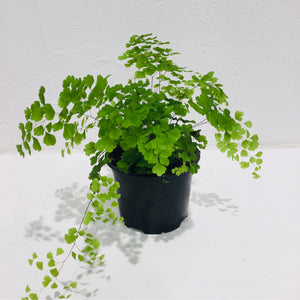 Adiantum ‘Maidenhair Fern’