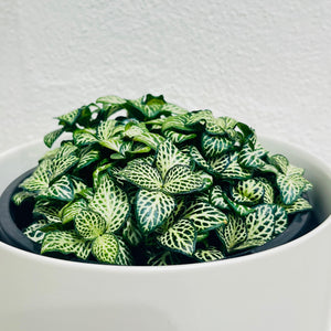 Fittonia - Green