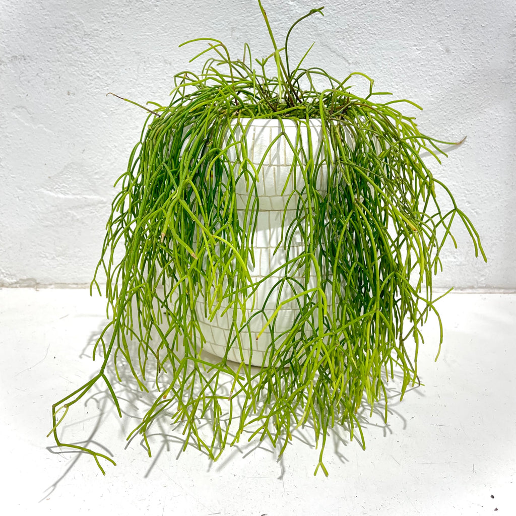 Rhipsalis campos-portoana