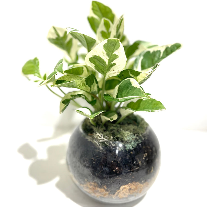 pothos orb Terrarium ‘Orb’