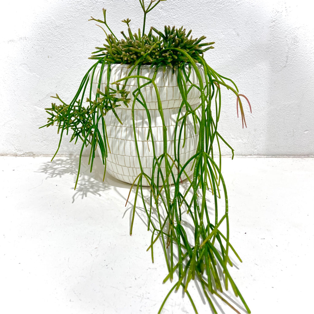 Rhipsalis baccifera