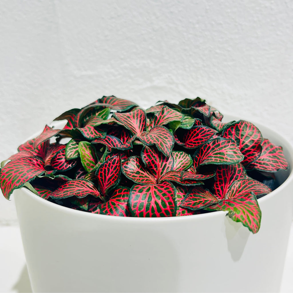 Fittonia - Red