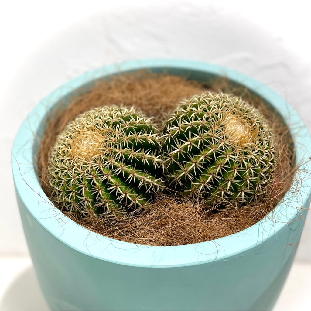 Echinocactus brevispinus / 300mm bowl