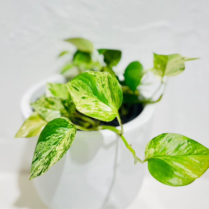 Epipremnum aureum Pothos ‘Marble Queen’