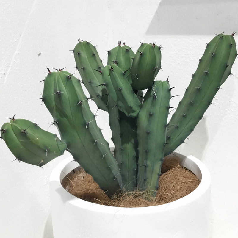 Myrtillocactus geometrizans