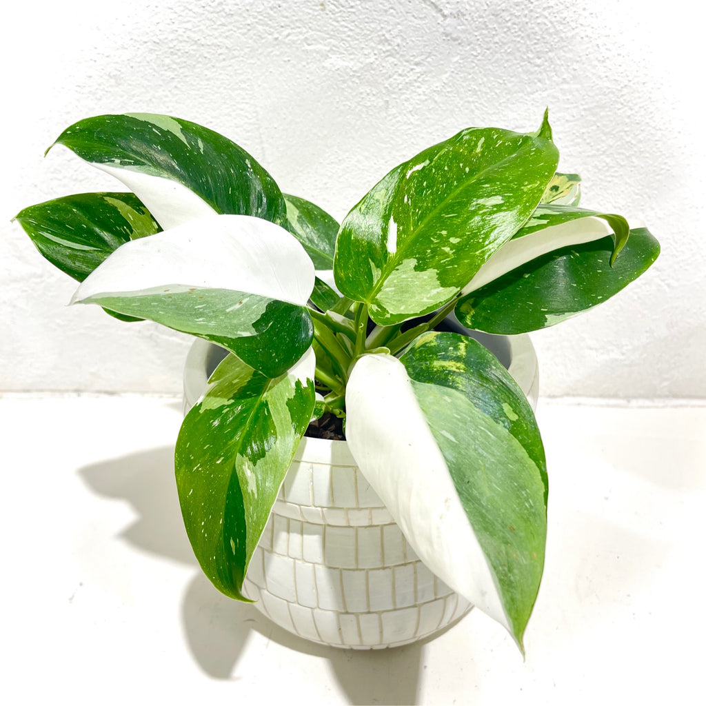 Philodendron ‘White Wizard’