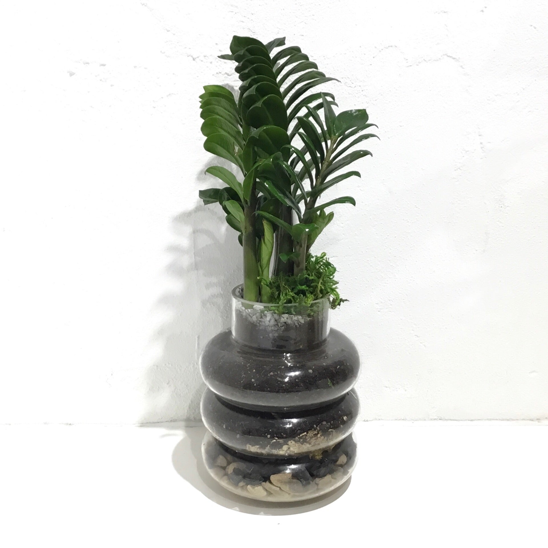 zz plant terrarium Terrarium 'Loop de Loop' – Green Folk Botany Shop