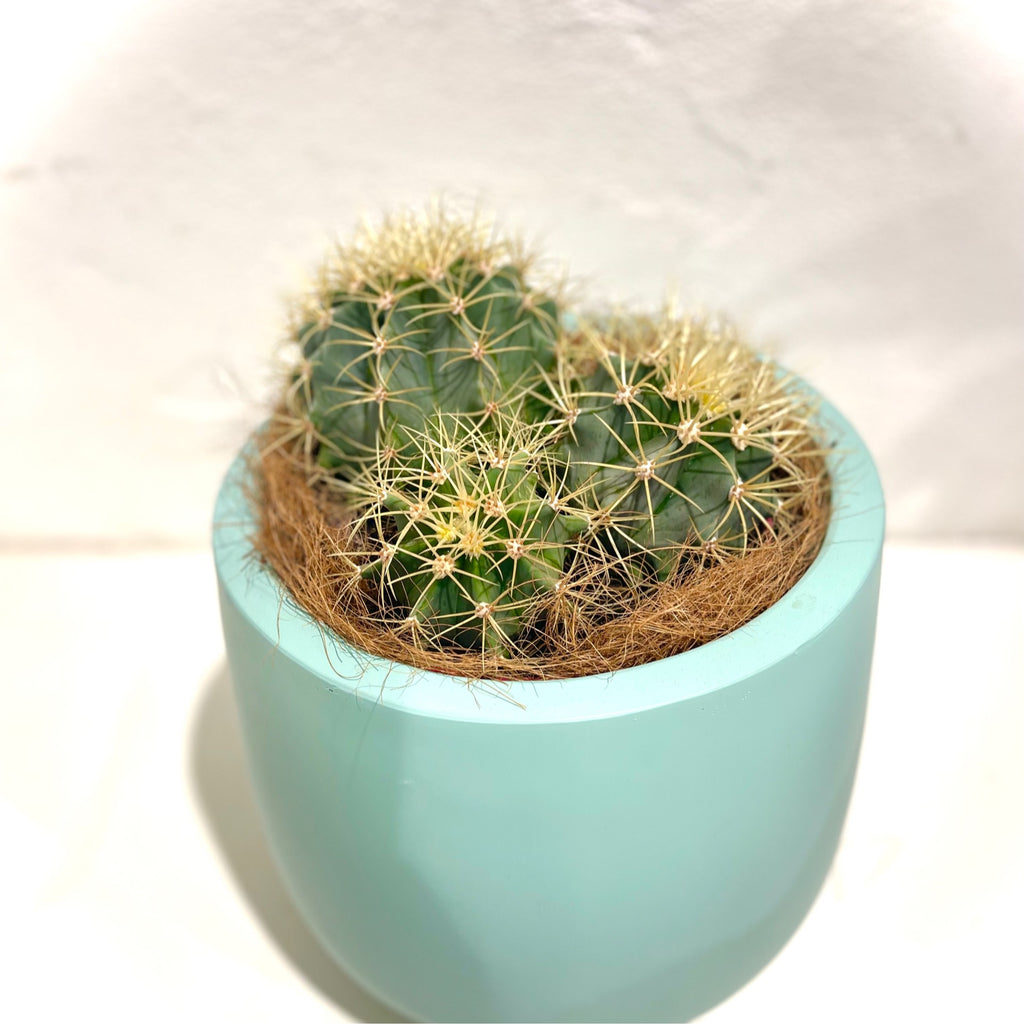 Ferrocactus glaucescens