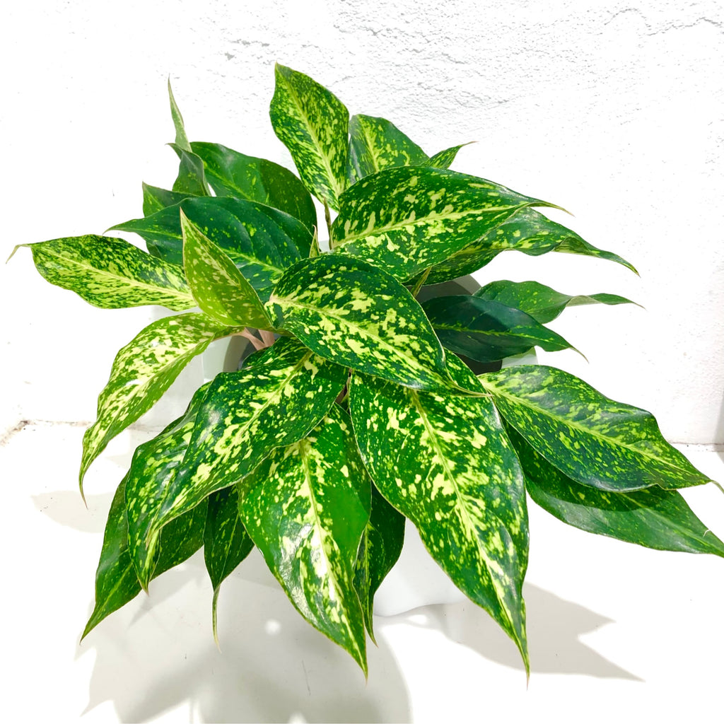 Aglaonema ‘First Love’ 180mm