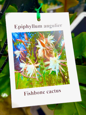 Epiphyllum anguliger