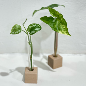 Propagation Vessel - Test Tube - Single - Hold onto Your Plants