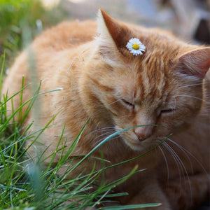 Grasses & Tree Seeds - Cat Grass & Catnip (twin pack)