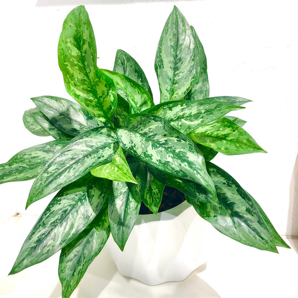 Aglaonema ‘Painted Princess’ 200mm – Green Folk Botany Shop