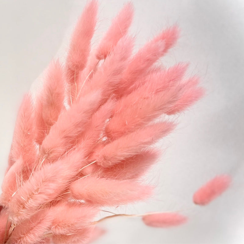 Preserved Bunny Tail - Blush/Pink