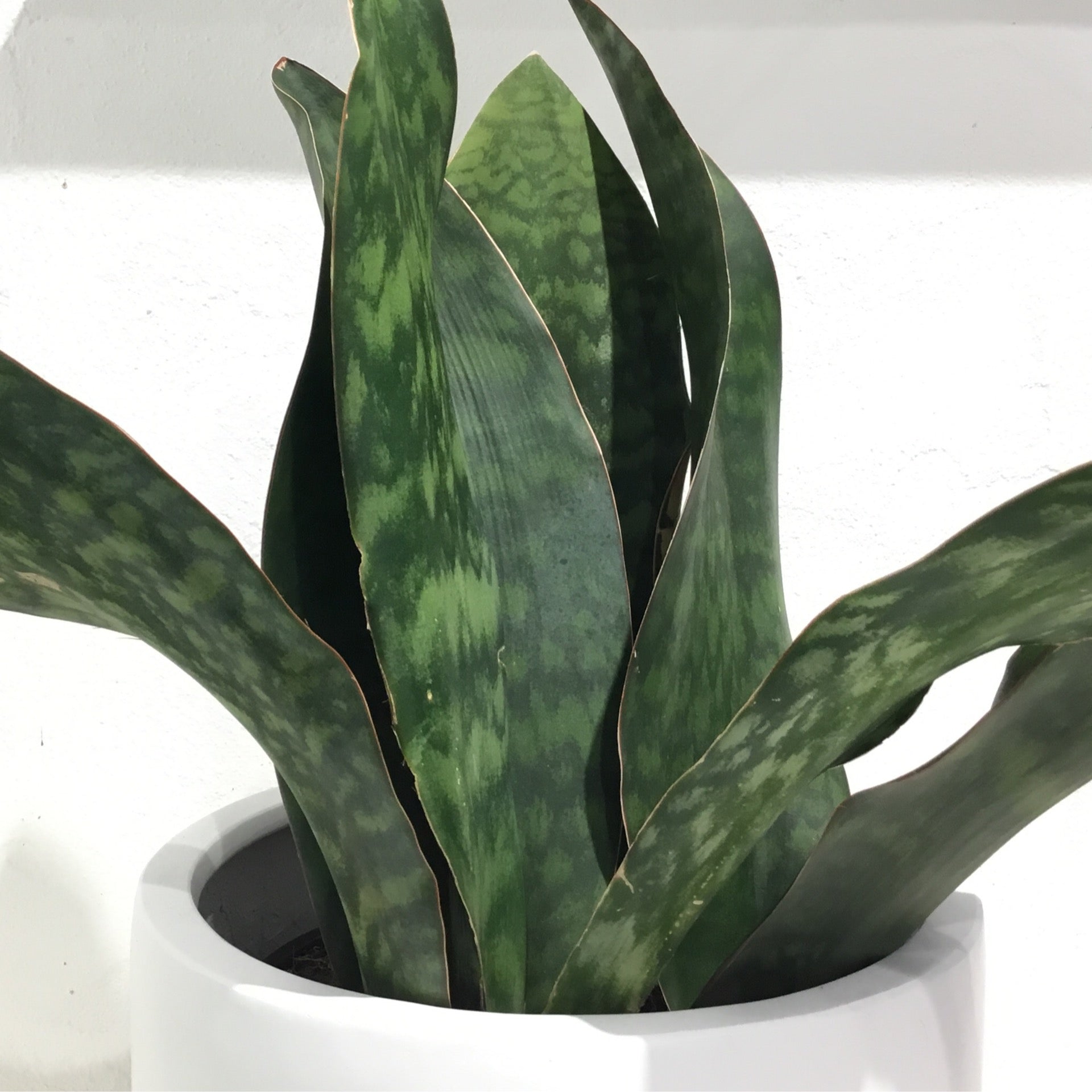sansevieria congo Sansevieria ‘masoniana’ Congo