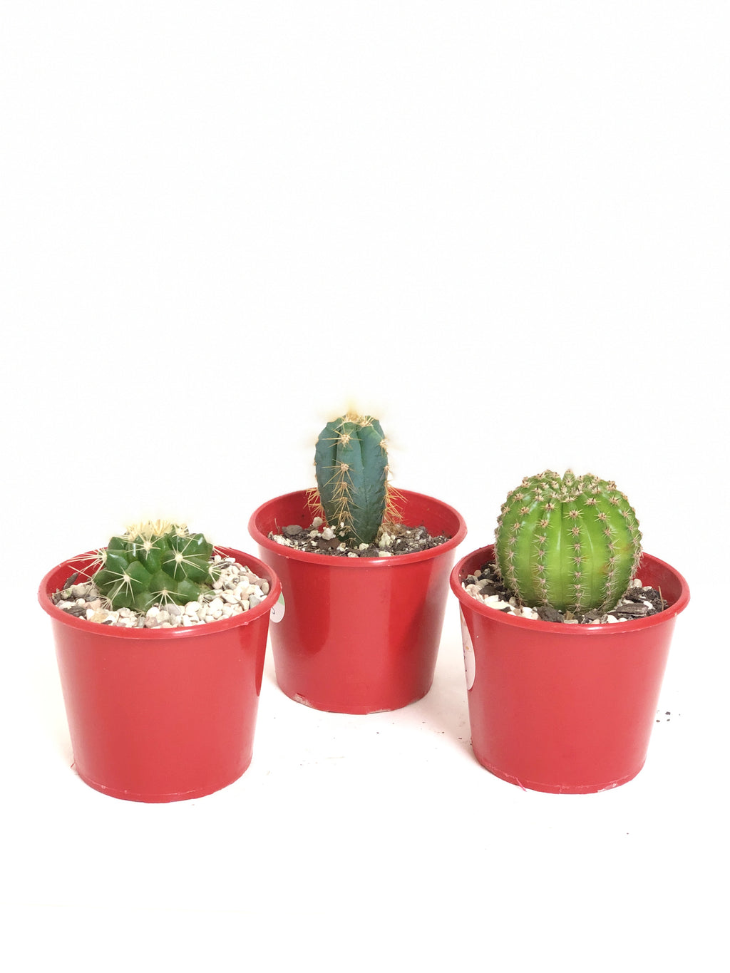 Cacti Trio  - Lucky Dip - 80mm pot
