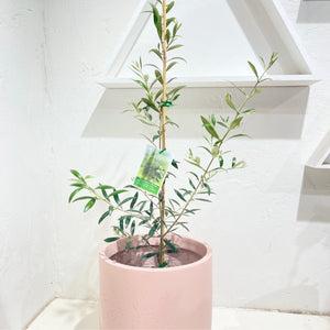 Olea europaea ’Olive tree’