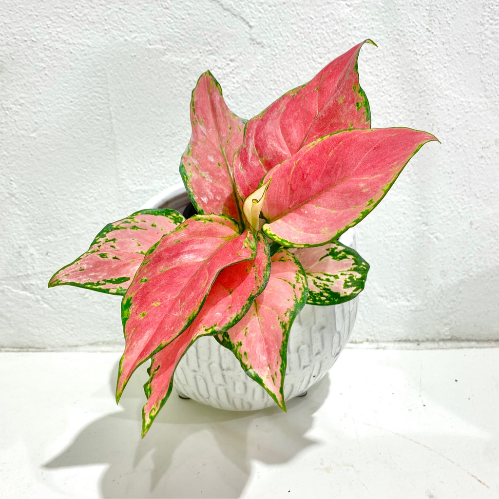 Aglaonema ‘Lucky Red’