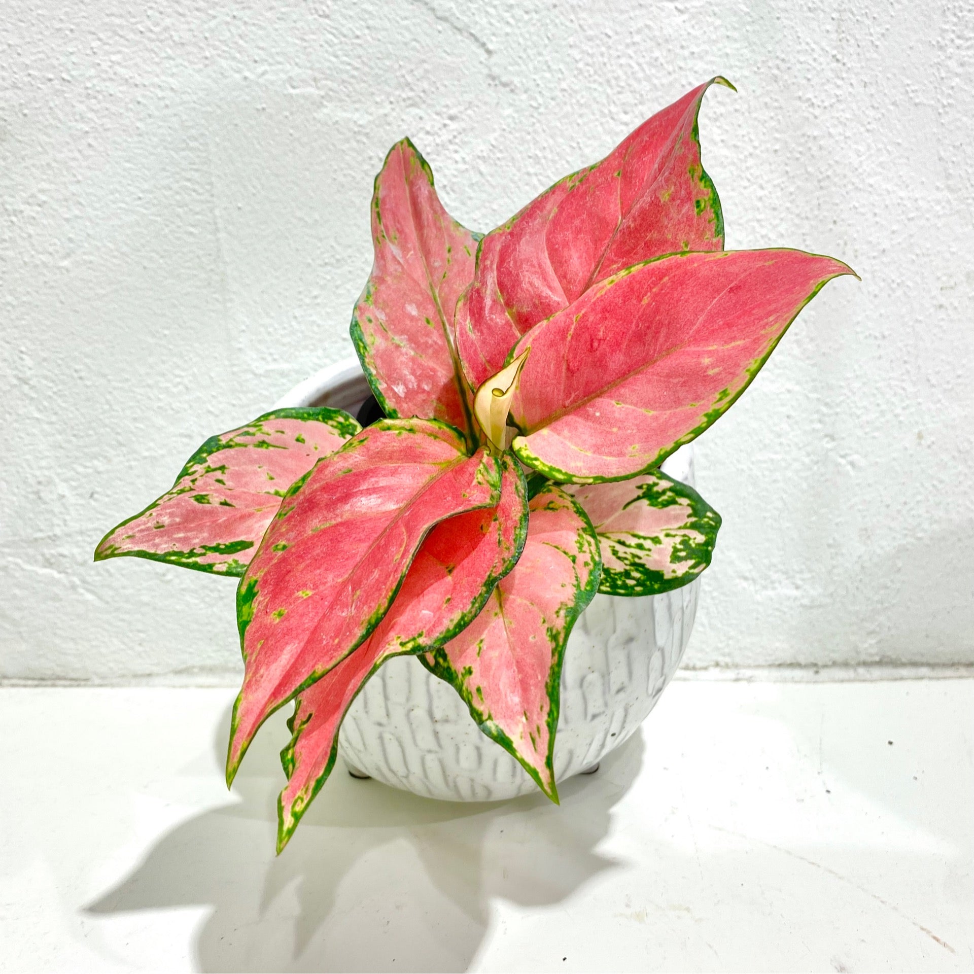 aglaonema lucky red Aglaonema ‘Lucky Red’