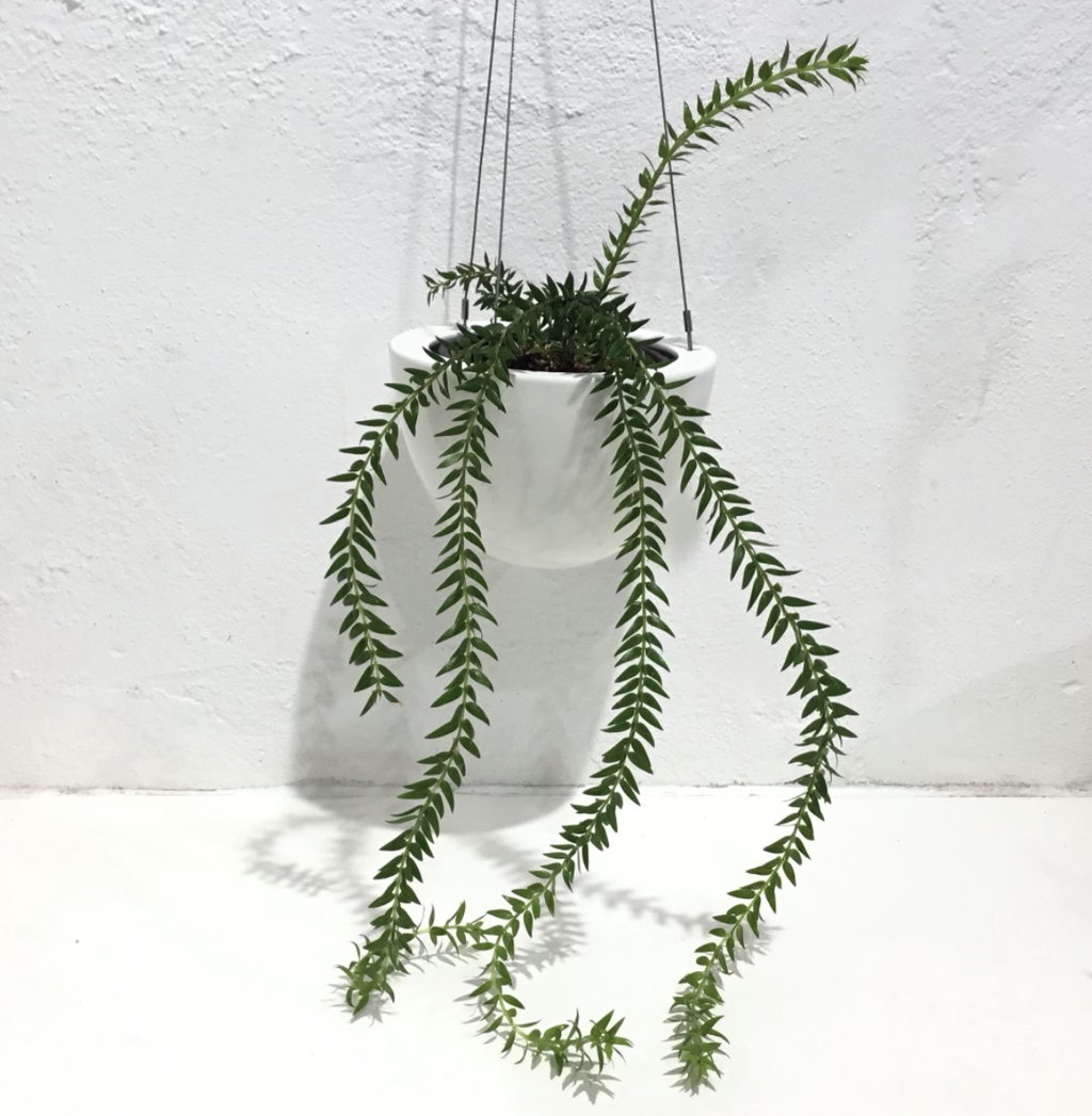 Lycopodium ‘Tassel fern’ - Rare