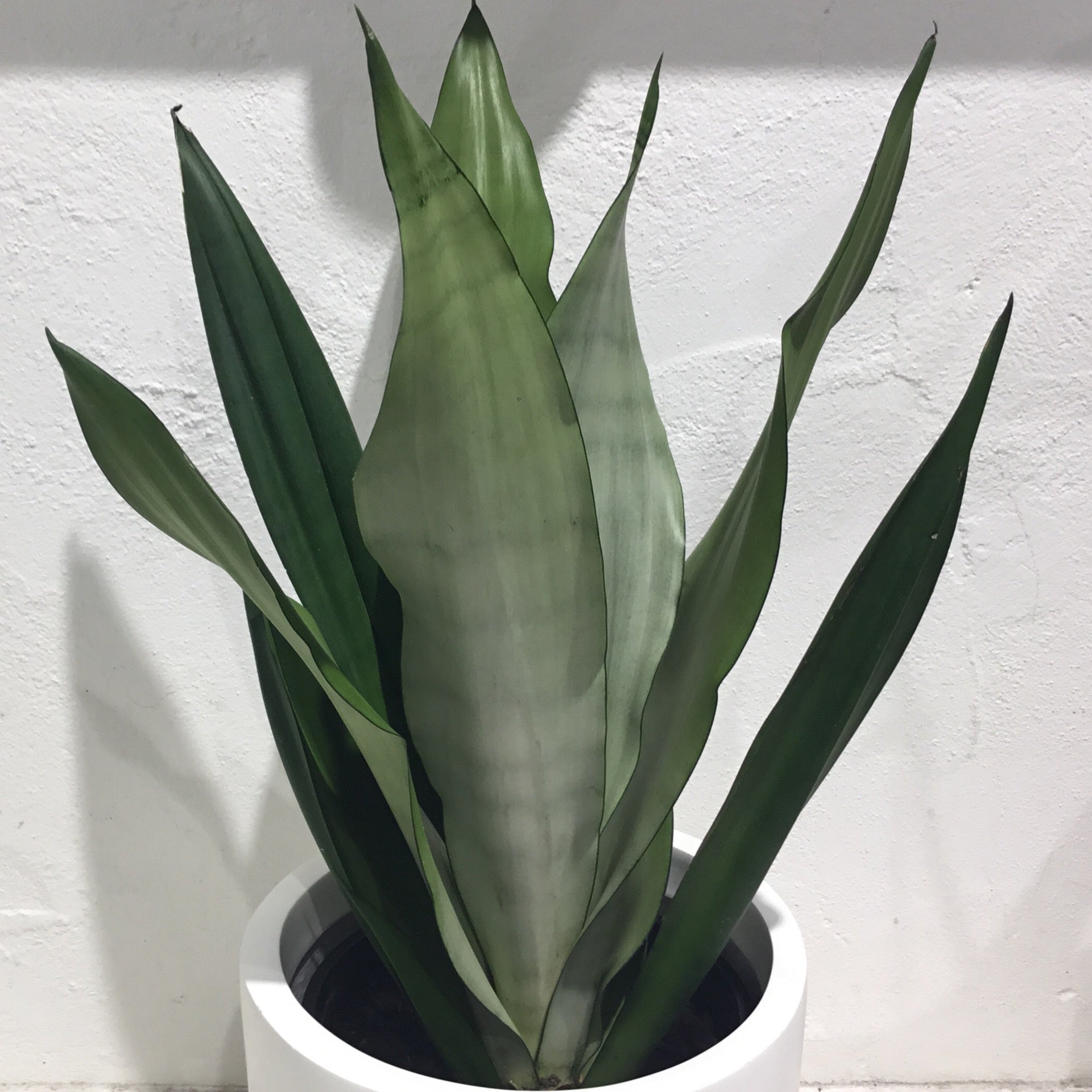 sansevieria silbersee Sansevieria ‘Silbersee’ Moonshine