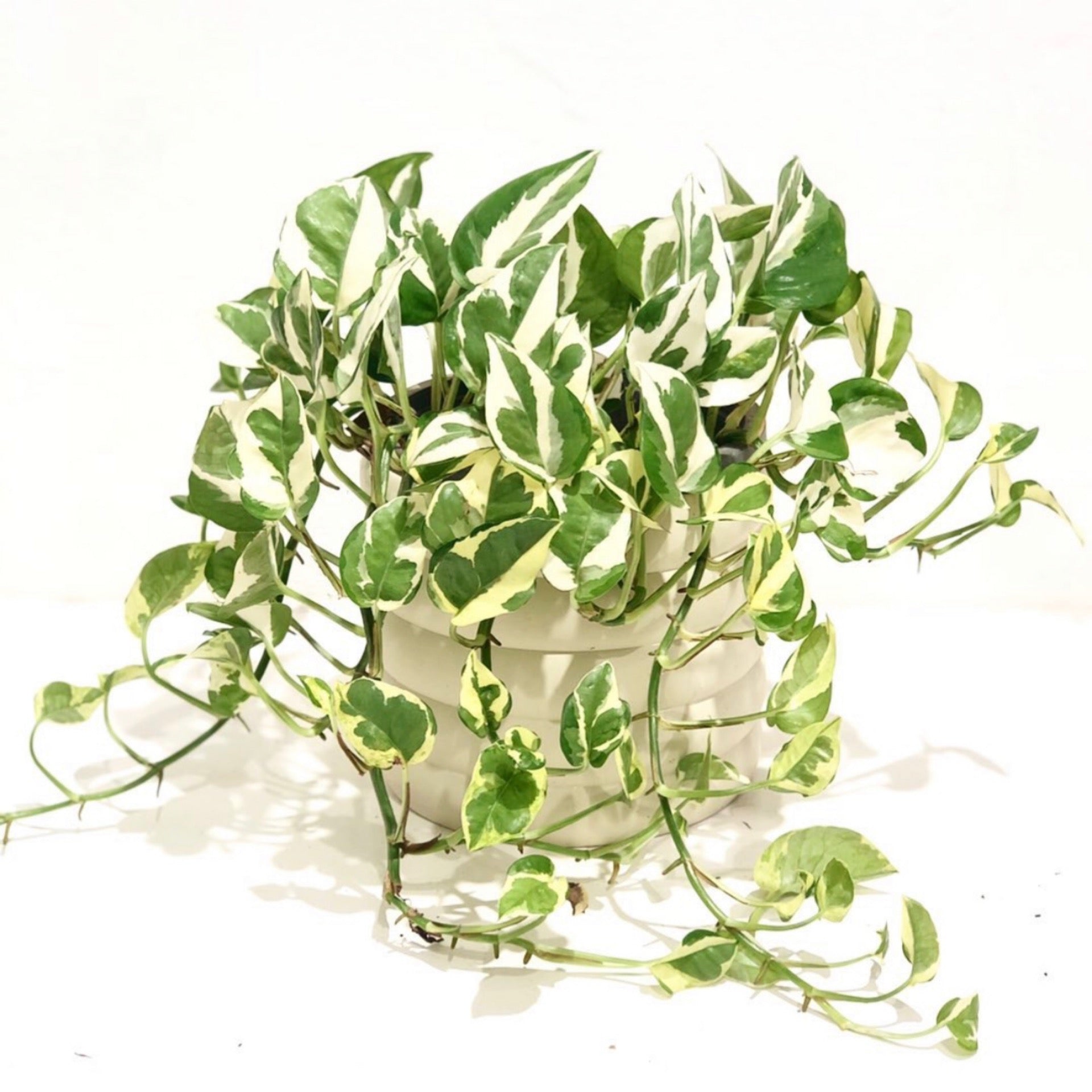 aureum pothos 'Snow Queen' – Green Folk Botany Shop