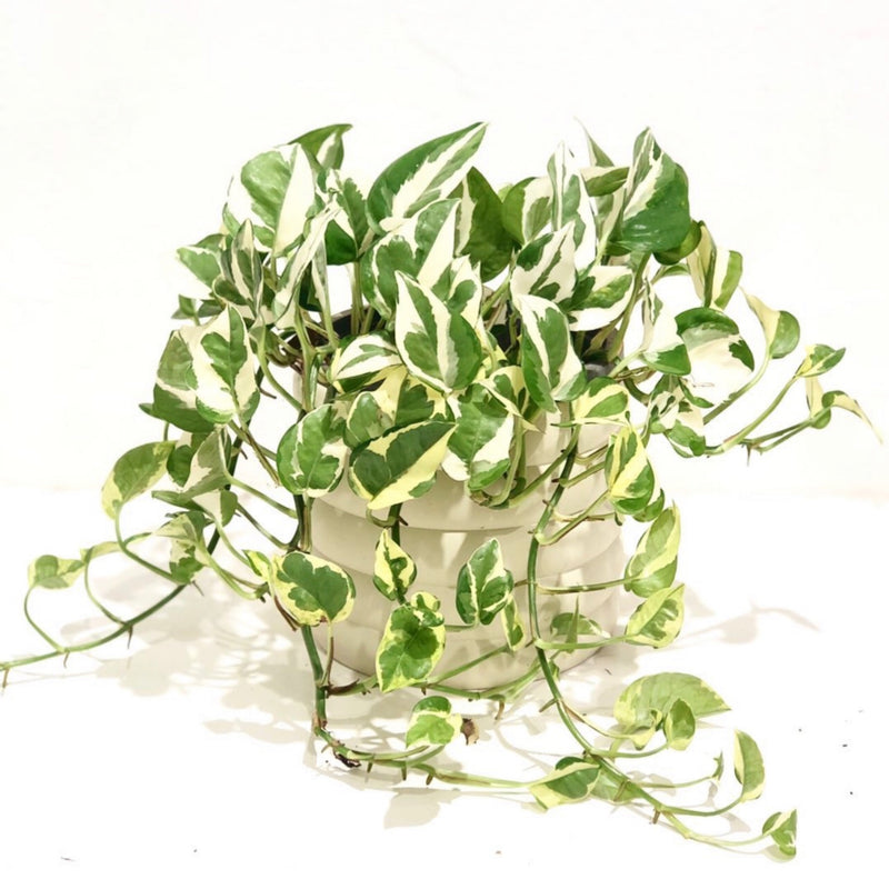 snow queen pothos hanging Epipremnum aureum pothos 'Snow Queen' – Green Folk Botany Shop