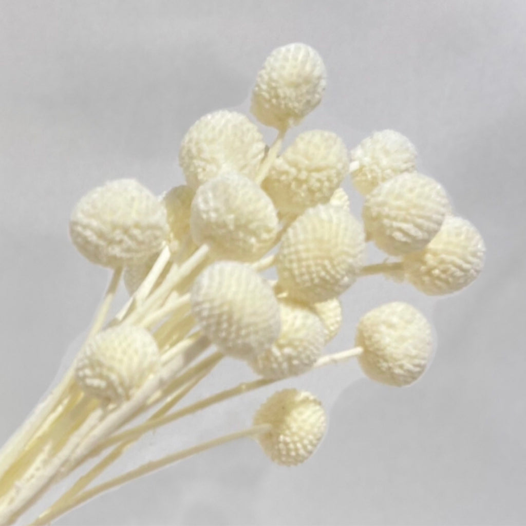 Preserved Billy Buttons - White/Cream