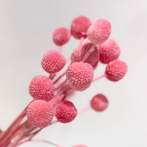 Preserved Billy Buttons - Blush/Pink
