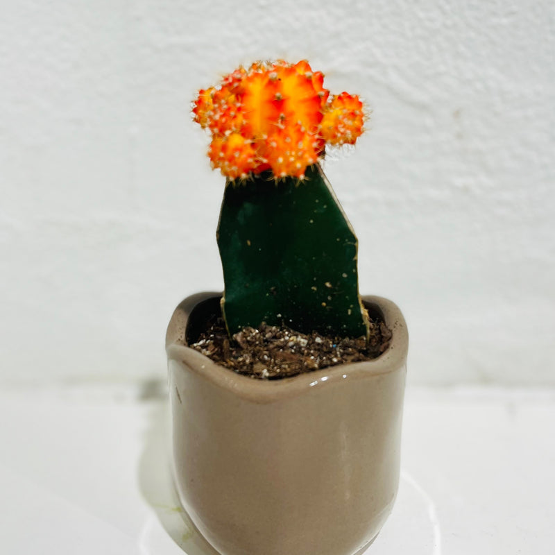 Grafted Cactus ‘ceramic pot’