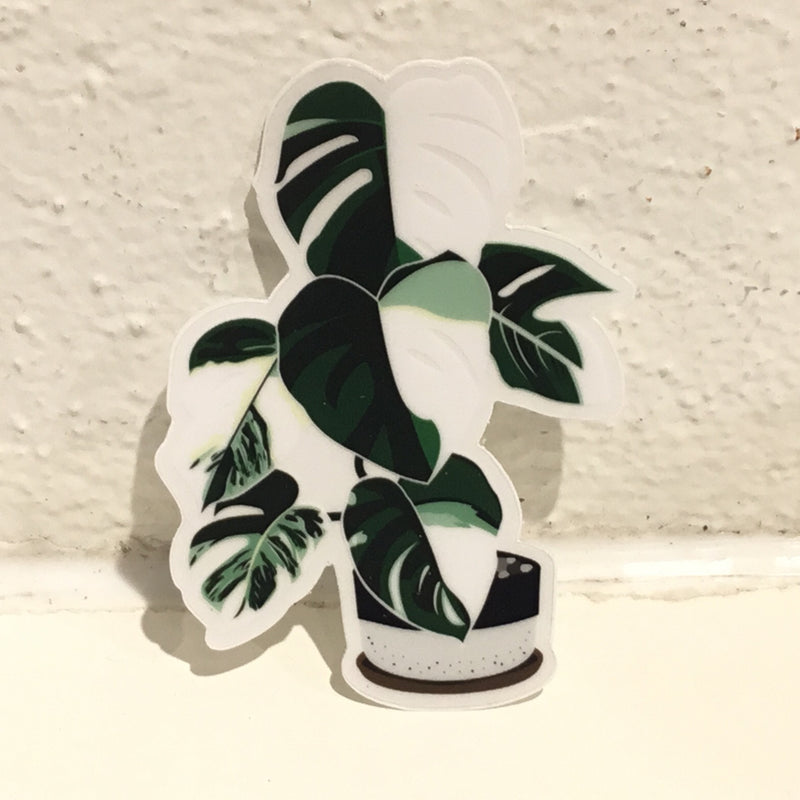 Plant Scouts Sticker - Monstera variegated