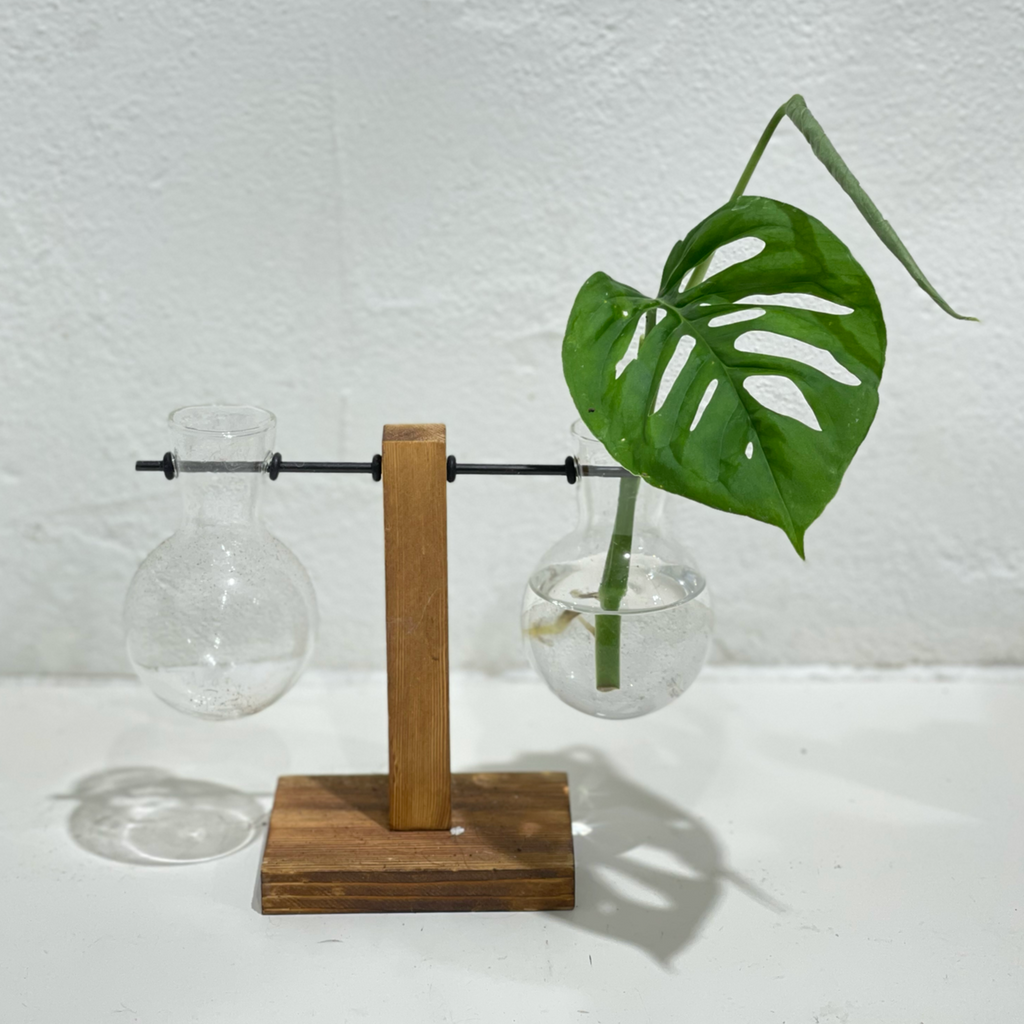 Propagation Station - Two Glass Bakers on Timber Stand / 'Aligned'