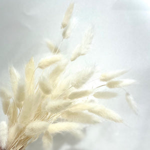 Preserved Bunny Tail - White/Cream