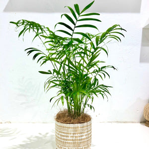 Chamaedorea elegans ‘Parlour palm’