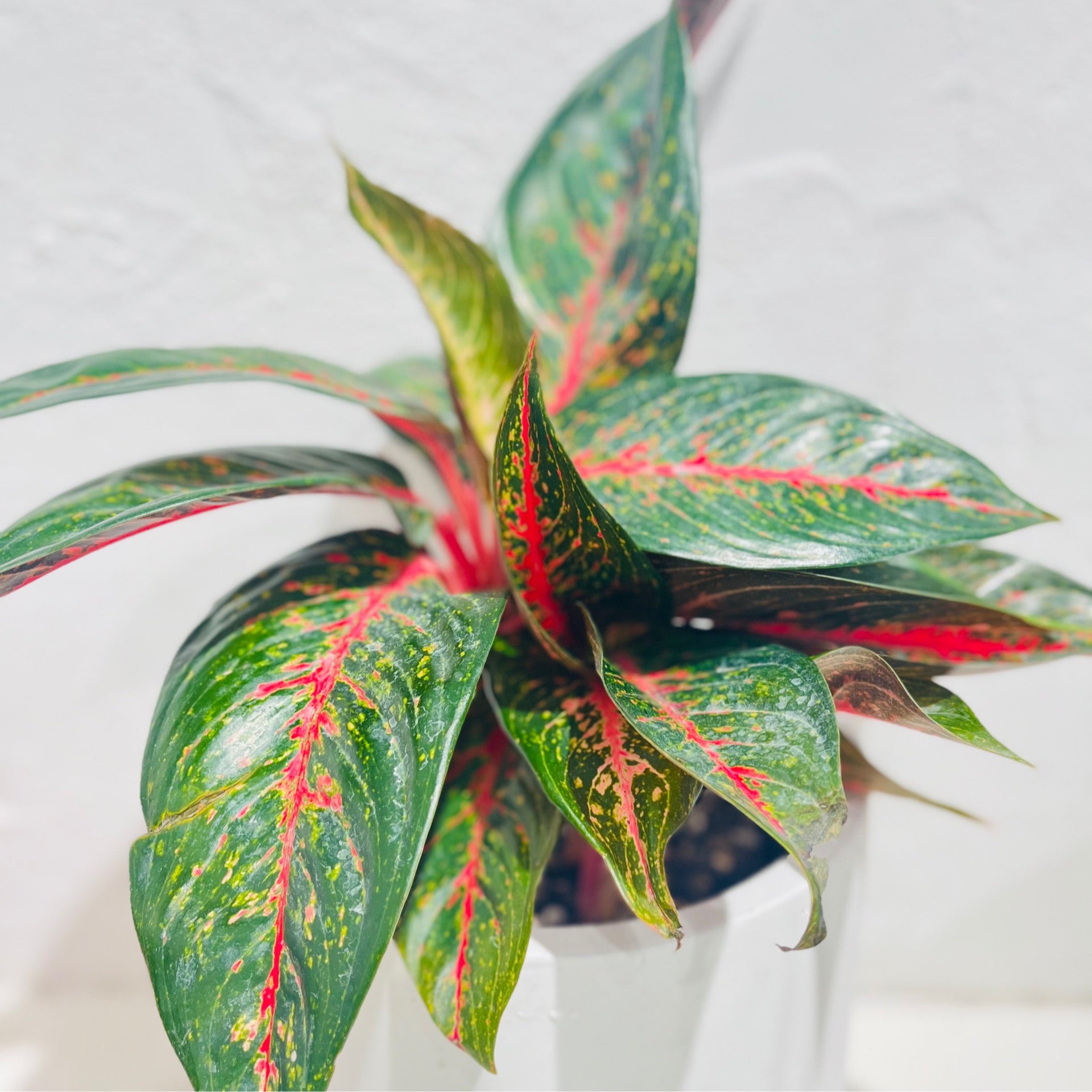 aglaonema red peacock Aglaonema 'Red Peacock'