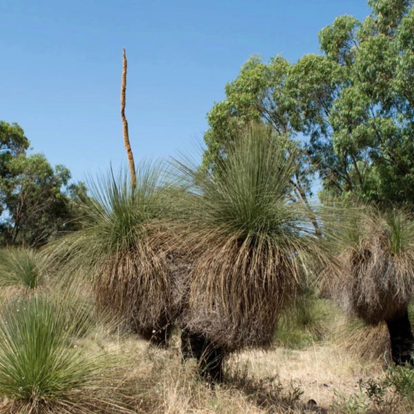 Native Seeds - Xanthorrhoea preissi ‘Grass Tree’ – Green Folk Botany Shop