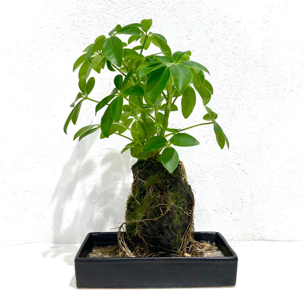 Life On The Rocks – Green Folk Botany Shop