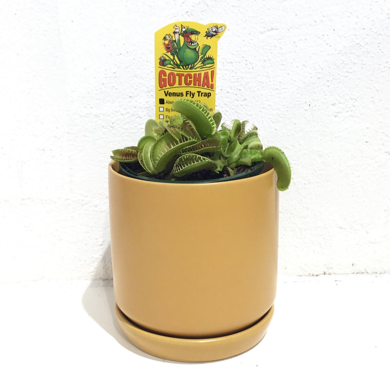 Venus Fly Trap - 7cm pot