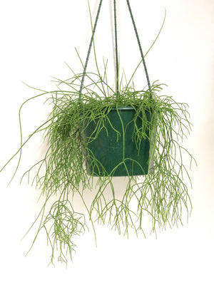 Rhipsalis - assorted hanging basket
