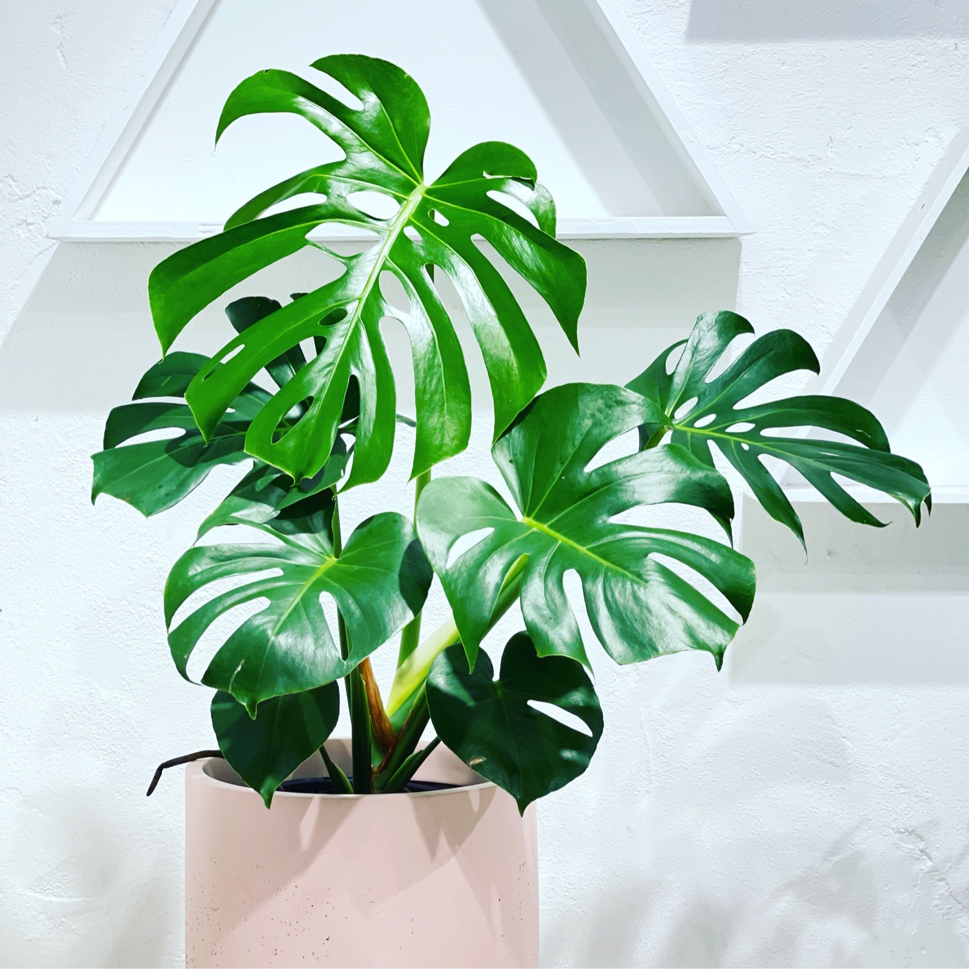 monstera deliciosa buy perth Monstera deliciosa – Green Folk Botany Shop