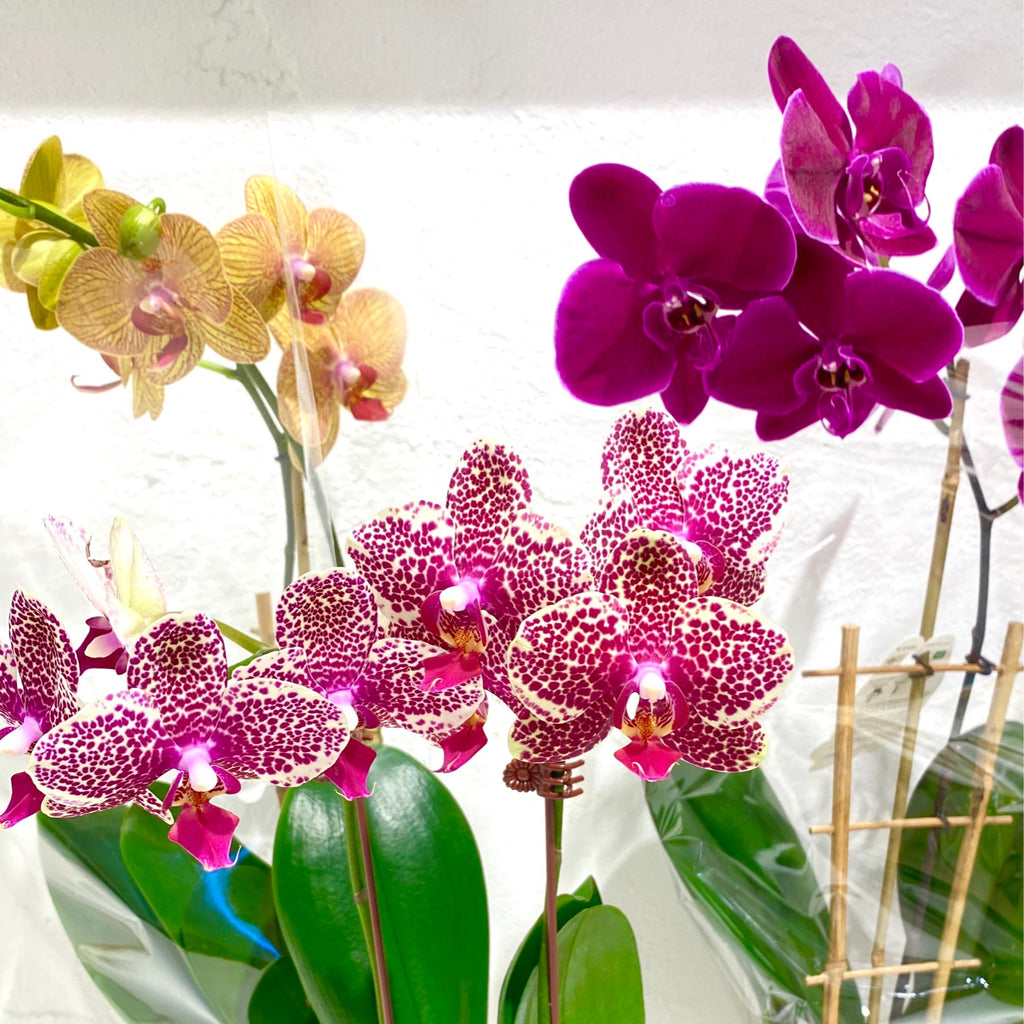 Orchid - Phalaenopsis w/ ceramic pot