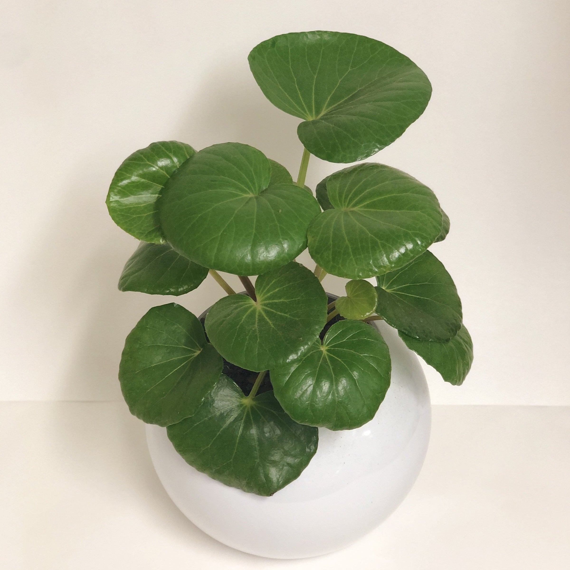 tractor seat plant indoor care Ligularia 'Tractor Seat'